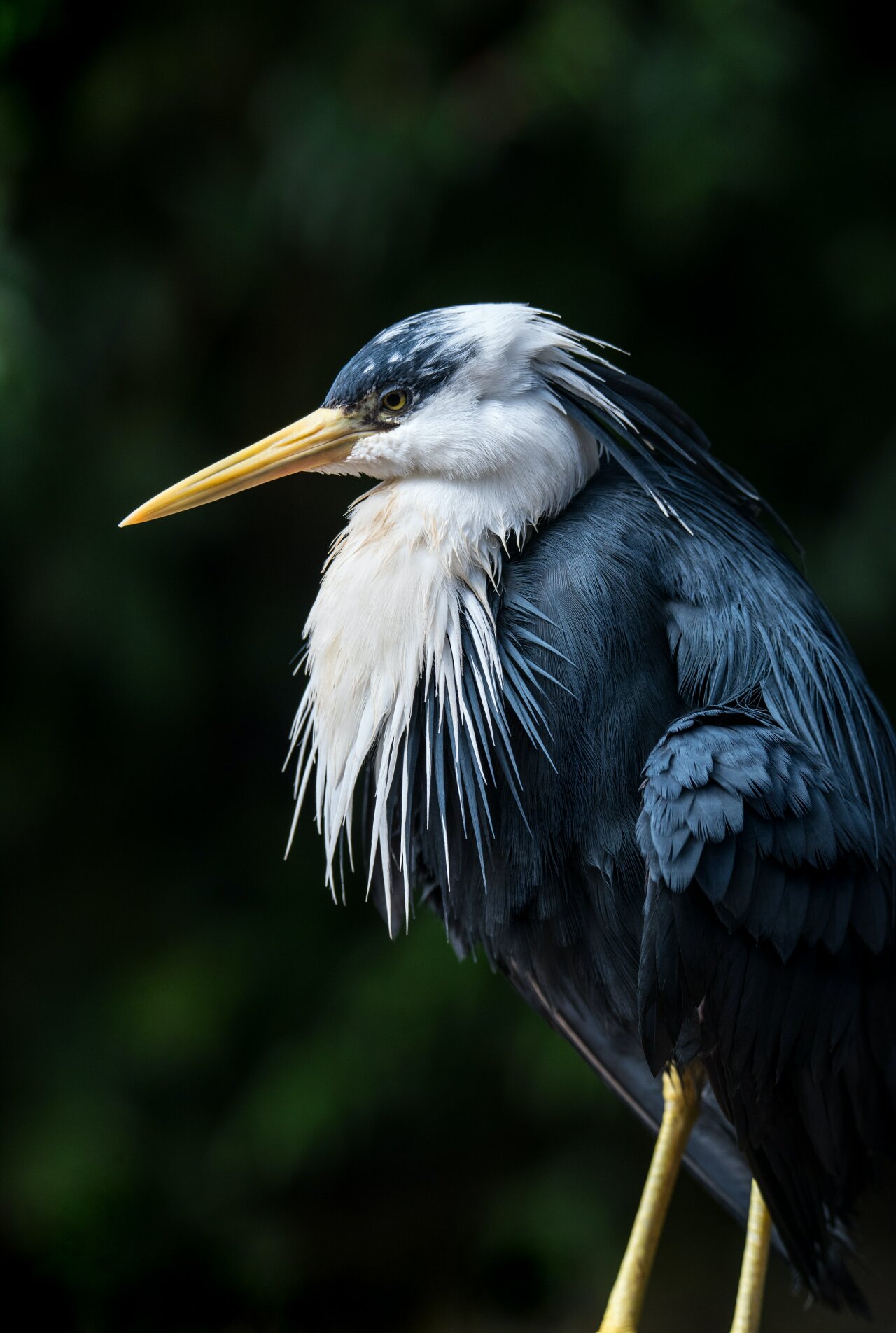 Nieuw Allardsoog conferentiezaal De Reiger.